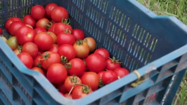 Gros Plan Seau Rempli Tomates Rouges Pendant Saison Récolte Dans — Video
