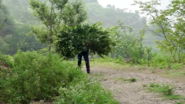 在印度的乌塔拉坎德 土生土长的Garhwali人背着牲畜饲料 展示传统耕作方法 体验喜马拉雅山脉可持续农业的本质 — 图库视频影像