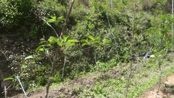 Pomares Maçãs Encosta Uttarakhand Tehri Garhwal Com Técnicas Agrícolas Avançadas — Vídeo de Stock