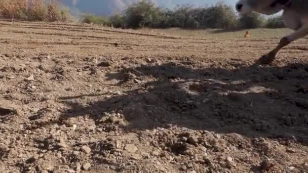 Juni 2023 Uttarakhand India Seorang Pria Tua Asli Pegunungan Ploughing — Stok Video