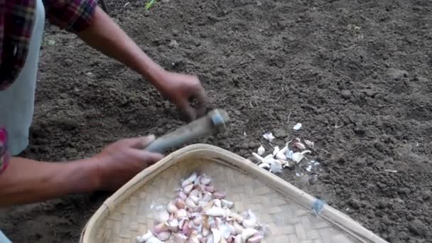 熟练的印度人用锄头播种种子 培植肥沃的土地的生动的电影镜头 拥抱印度的农业之美 — 图库视频影像