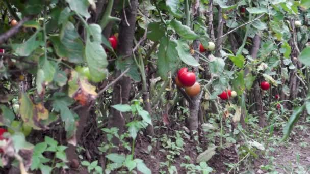 Utforska Levande Tomater Himalayas Ekologiska Trädgård Och Visa Upp Permakultur — Stockvideo
