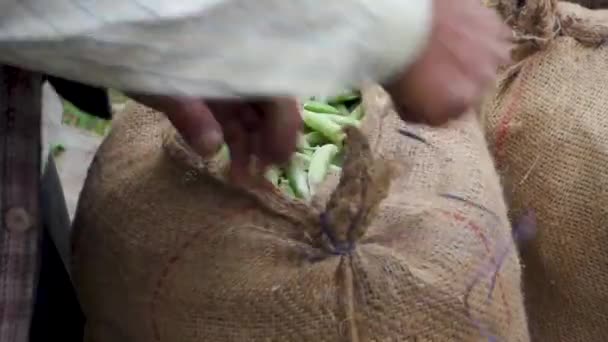 Mãos Costurando Sacos Embalados Cheios Ervilhas Verdes Orgânicas Recém Colhidas — Vídeo de Stock
