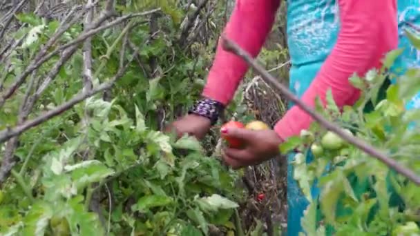 2022年10月14日 インド ウッタルカンド ウッタルカンドのガーウォールでトマトの収穫中に生まれたインド人女性 喜びをもって農業を受け入れる — ストック動画