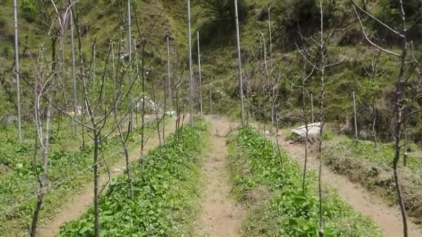 Kebun Apel Pinggir Bukit Uttarakhand Tehri Garhwal Menampilkan Teknik Pertanian — Stok Video