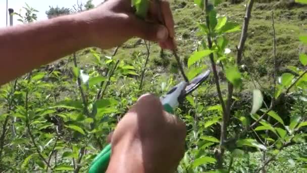 特写镜头捕捉到专家切割技术 在令人叹为观止的喜马拉雅山上展示有机苹果园护理和可持续耕作做法的牲畜镜头理想 — 图库视频影像