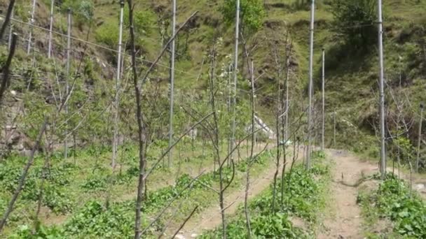 Uttarakhand在Tehri Garhwal的山坡苹果园 采用先进的耕作技术 在令人惊叹的风景中探索技术种植 — 图库视频影像