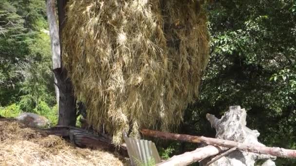 インドのヒマハルプラデシュのロシアの農地 木の枝にハイスタック 農業と農村のシーン — ストック動画