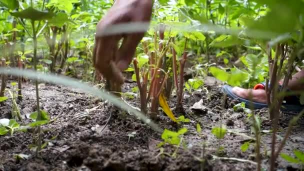 Proces Wyrywania Chwastów Niechcianych Roślin Dłońmi Ogrodzie Uttarakhand Indiach Angażowanie — Wideo stockowe