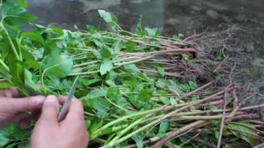 Hindistan 'ın Uttarakhand kentindeki organik bir bahçede Amaranth tahılının ve canlı Chaulai bitkisinin hasat sonrası işlenişini araştırın. Büyüleyici stok görüntüleriyle sürdürülebilir tarım uygulamaları.