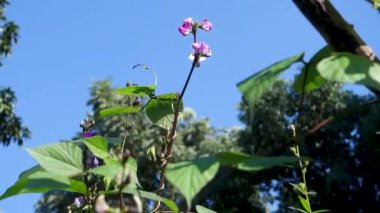 A close up shot of Cape sweet pea. Also know as Dipogon lignosus, the okie bean, , dolichos pea or mile-a-minute vine. Uttarakhand India.