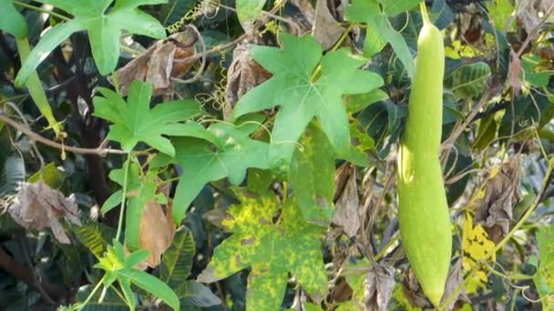 Ridge Gourd Torai Vine Vegetal Popular Usado Culinária Indiana Uttarakhand — Vídeo de Stock