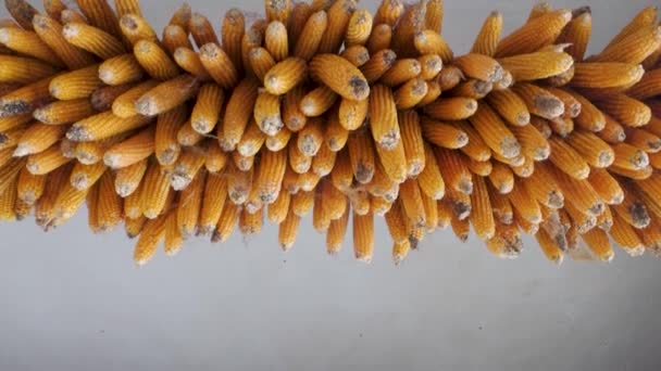 Сушка Кукурузы Кукурузы Висит Деревенском Уттаракханде Индия Демонстрируя Традиционные Методы — стоковое видео