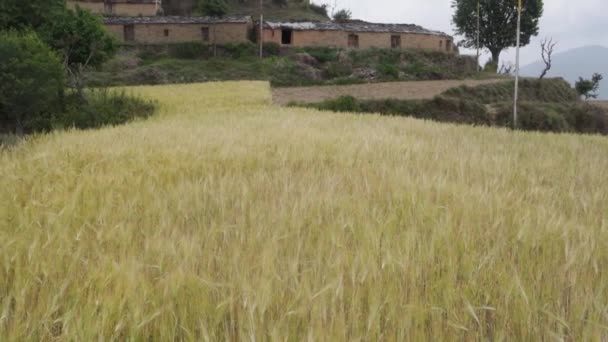 在喜马拉雅山地区的乡村一侧准备收割的大麦作物 Uttarakhand India — 图库视频影像