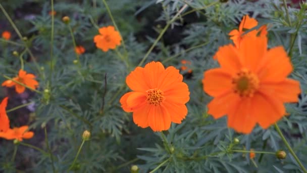 Kükürt Kozmosunun Çiçek Açan Çiçekleri Aynı Zamanda Sülfür Kozmozu Sarı — Stok video