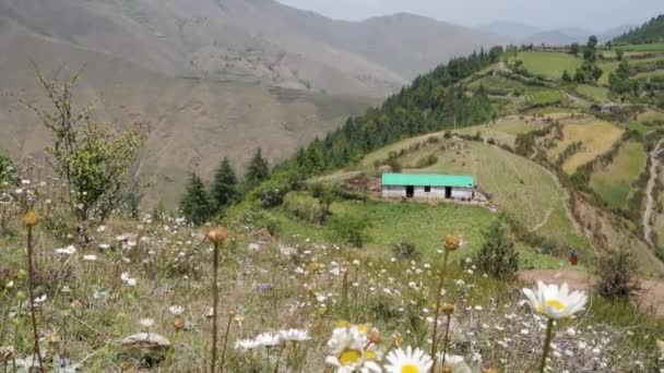 Vrstvený Filmový Záběr Himálajských Luk Zemědělskou Půdou Pozadí Tradiční Bahnitý — Stock video