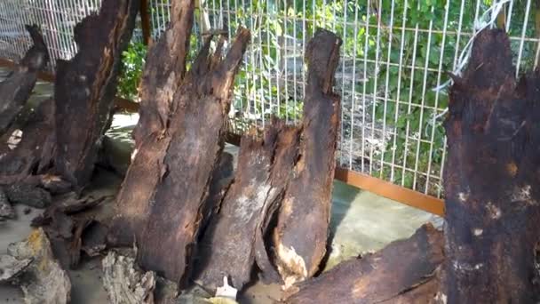 Suszone Drewniane Kory Drzazgi Indyjskim Podwórku Niezbędne Ogniska Zimowego — Wideo stockowe