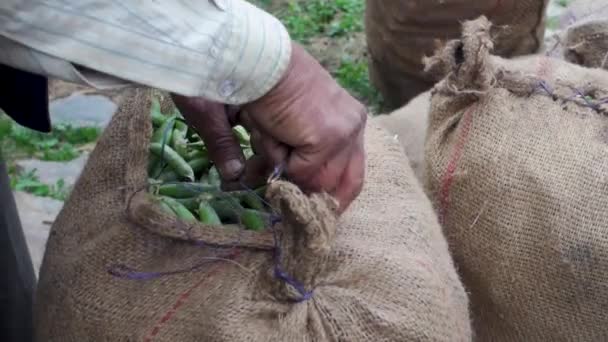 手缝制装着新鲜收获的有机绿豆的包装袋 准备运往蔬菜市场 Uttarakhand India — 图库视频影像