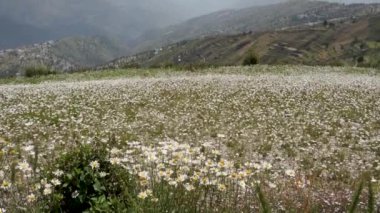 Himalayalar 'da güzel manzaralar ve papatyalarla dolu bir vadi manzarası. Uttarakhand Hindistan.