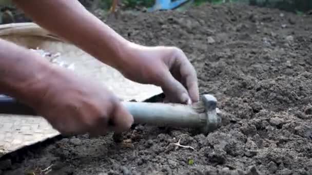 Vibrant Cinematic Footage Skilled Indian Hands Sowing Seeds Pickaxe Cultivating — Stock Video