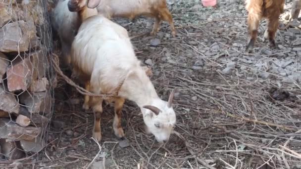 Himalaya Tahr Chèvre Domestique Capra Aegagrus Hircus Chèvres Montagne Himalayennes — Video