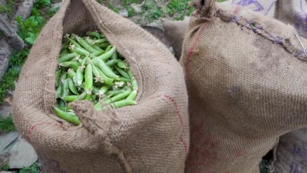 Φρεσκομαζεμένα Βιολογικά Πράσινα Μπιζέλια Προς Μεταφορά Στην Αγορά Λαχανικών Uttarakhand — Αρχείο Βίντεο
