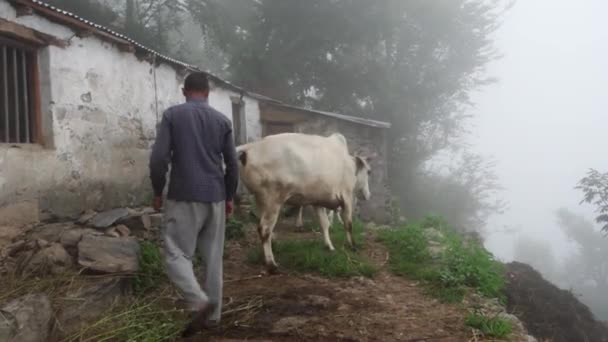 Grudnia 2023 Nagthat Uttarakhand Indie Uttarakhand Indie Rdzenni Garhwali Bydłem — Wideo stockowe