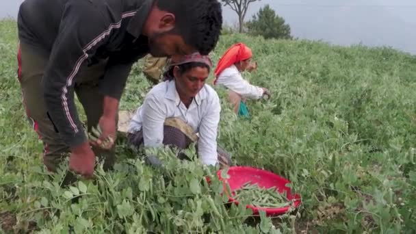 Června 2023 Nagthat Uttarakhand Indie Uttarakhand Indie Domorodé Garhwali Ženy — Stock video