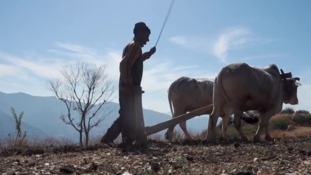 Juni 2023 Uttarakhand India Een Inheemse Oude Man Bergen Ploegt — Stockvideo