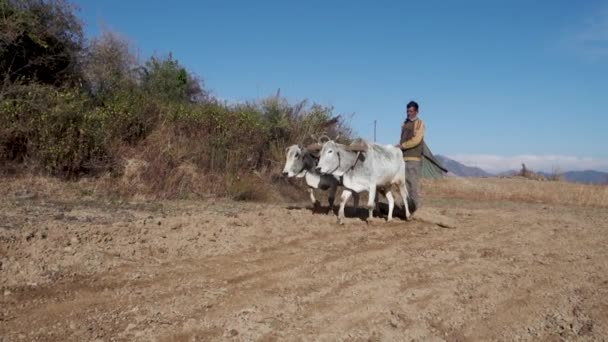 2023年6月28日インド ウッタラーカンド州 山の中のネイティブの老人牛のペアで自分のフィールドを耕す ウッタラーカンド州のGarhwal Region — ストック動画