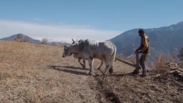 2023年6月28日印度Uttarakhand 山里的一个土生土长的老人用两只公牛犁田 Uttarakhand的Garhwal地区 — 图库视频影像