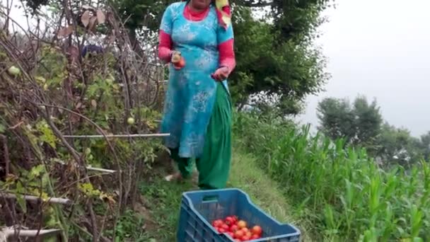 Oct 14Th 2022 Uttarakhand India Native Indian Woman Amidst Tomato — Stock Video