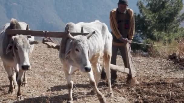 2023 Június Uttarakhand India Egy Bennszülött Öregember Hegyekben Felszántja Földjét — Stock videók