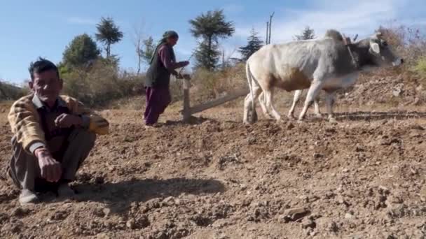 Června 2023 Uttarakhand Indie Domorodá Žena Horách Která Obdělává Své — Stock video