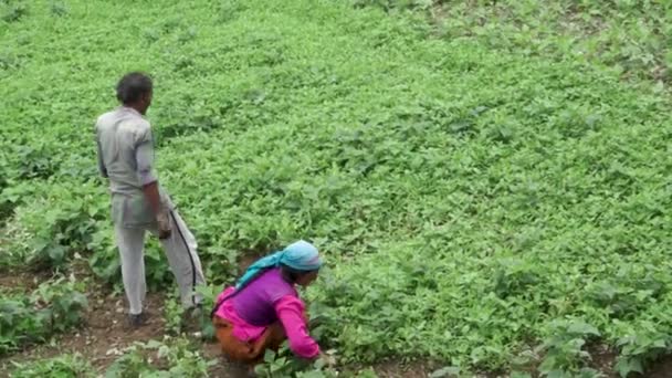 July 18Th 2021 Uttarakhand India Himalayan Native Farmer Couple Field — стоковое видео