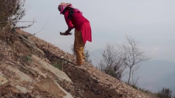 Октября 2022 Уттаракханд Индия Женщина Гархвали Традиционном Одеянии Ухаживает Сельхозугодьями — стоковое видео