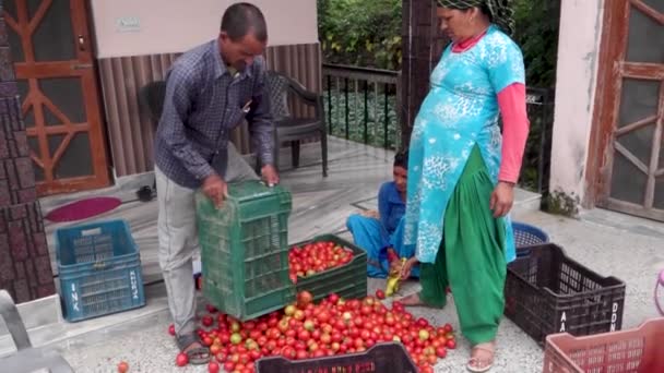 2022年10月14日Uttarakhand Garhwali当地人组织新鲜番茄产品运往印度Uttarakhand的市场 传统耕作方法 — 图库视频影像