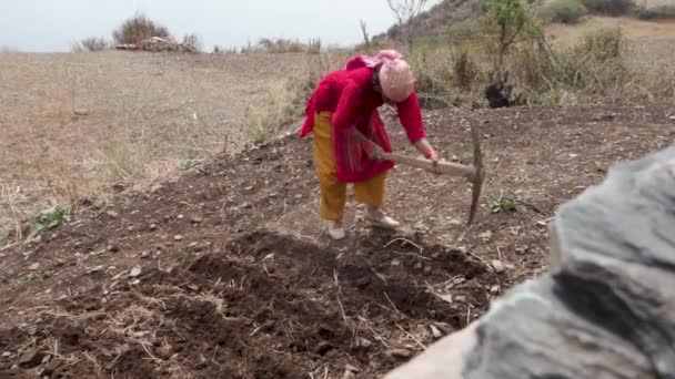 Oktober 2022 Uttarakhand Indien Garhwali Frau Traditioneller Kleidung Pflegt Ackerland — Stockvideo