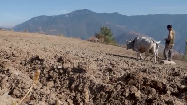 Czerwca 2023 Uttarakhand Indie Rodzimy Starzec Górach Orał Swoje Pole — Wideo stockowe