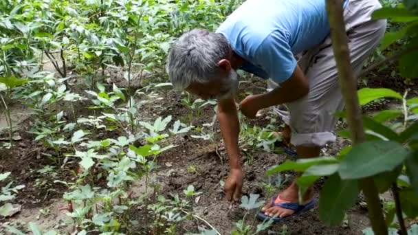 Ekim 2022 Uttarakhand Hindistan Bahçesiyle Ilgilenen Toprak Kazan Sebze Eken — Stok video