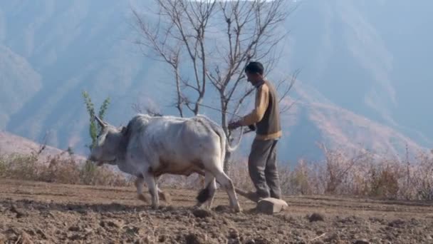Junho 2023 Uttarakhand Índia Velho Nativo Nas Montanhas Arando Seu — Vídeo de Stock