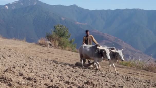 Czerwca 2023 Uttarakhand Indie Rodzimy Starzec Górach Orał Swoje Pole — Wideo stockowe
