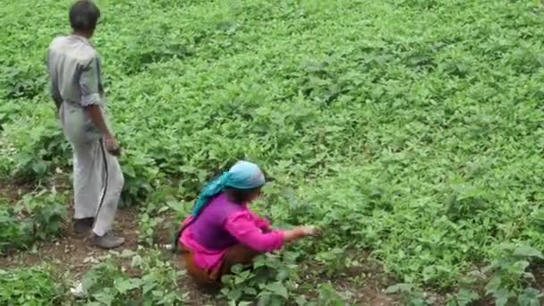 July 18Th 2021 Uttarakhand India Himalayan Native Farmer Couple Field — Video