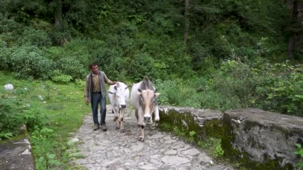 Aralık 2023 Nagthat Uttarakhand Hindistan Uttarakhand Hindistan Sığırlarıyla Yerli Garhwali — Stok video
