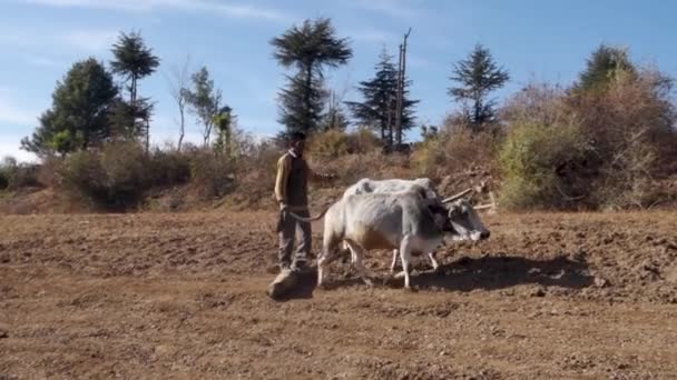 Junho 2023 Uttarakhand Índia Velho Nativo Nas Montanhas Arando Seu — Vídeo de Stock