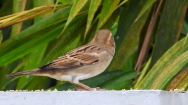 Duvarda tahıl yiyen dişi bir ev serçesi (Passer domesticus). Sinematik yakın çekim. Uttarakhand Hindistan.
