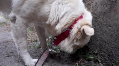 Tasmalı beyaz bir Himalaya köpeğinin etrafı koklarkenki yakın çekimi..