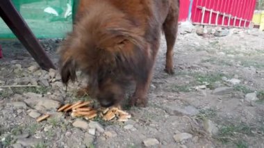 Evsiz bir köpek bisküvilerin tadını çıkarıyor. İlgili yerlilerden düşünceli bir yemek. Gerçek stok görüntüleri şefkat ve köpek sevincini yakalıyor.