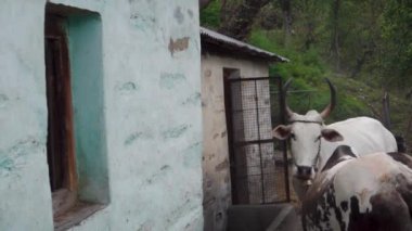 Uttarakhand köyünde ip ve burun ipiyle bağlanmış Badri inek boğaları.