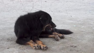 A big black mastiff stray dog sitting on a dusty road in India